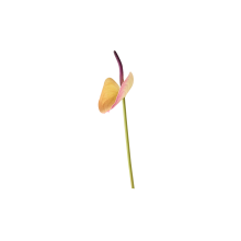 522507-pack_a.png