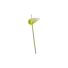 522507-pack_a.png